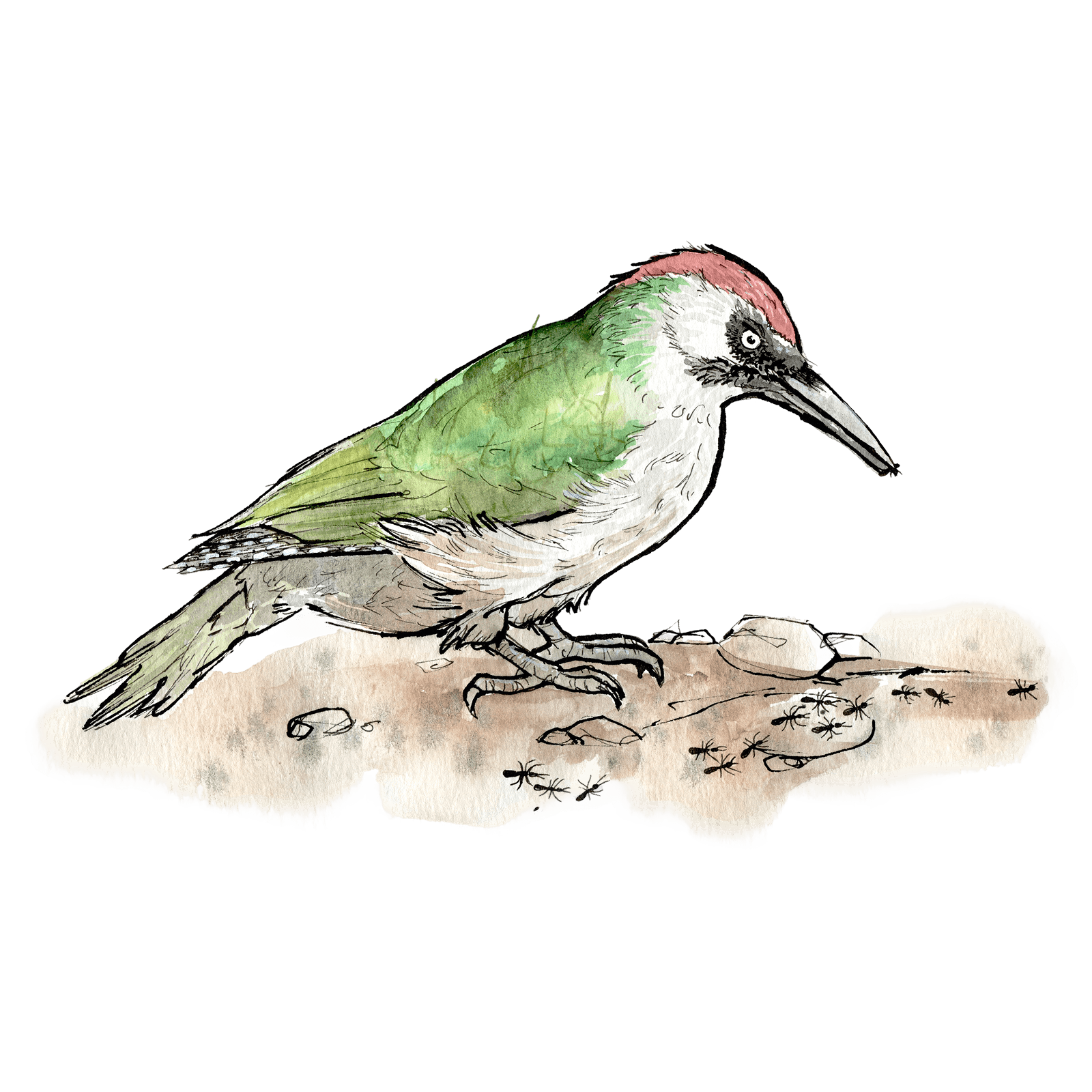 Illustration von Pic vert