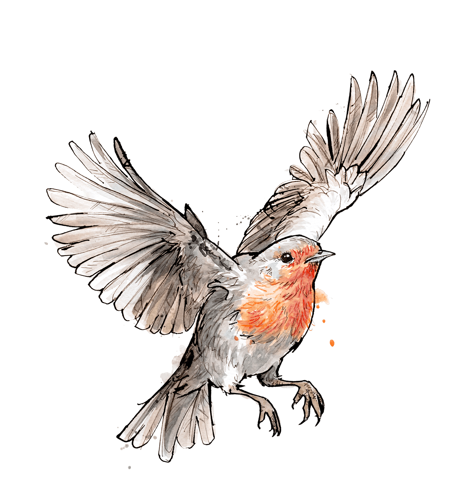 Illustration von Rouge-gorge