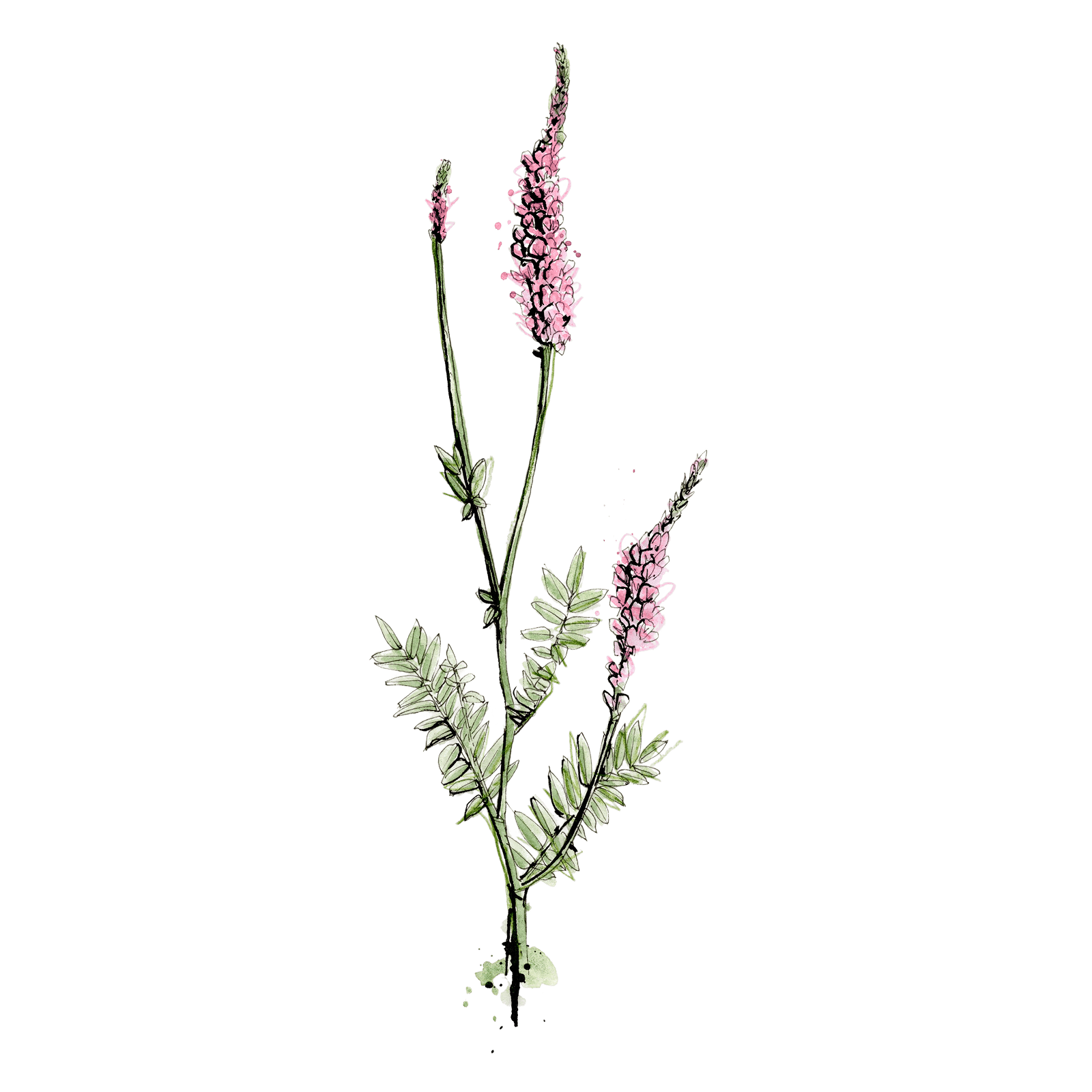 Illustration von Sainfoin cultivé
