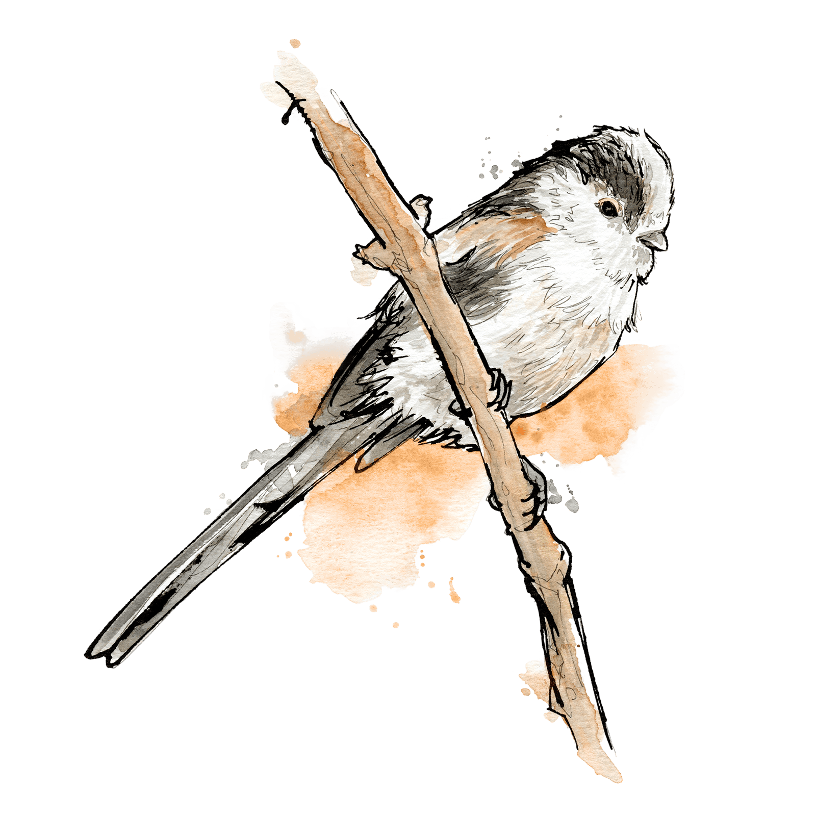 Illustration von Mésange à longue queue