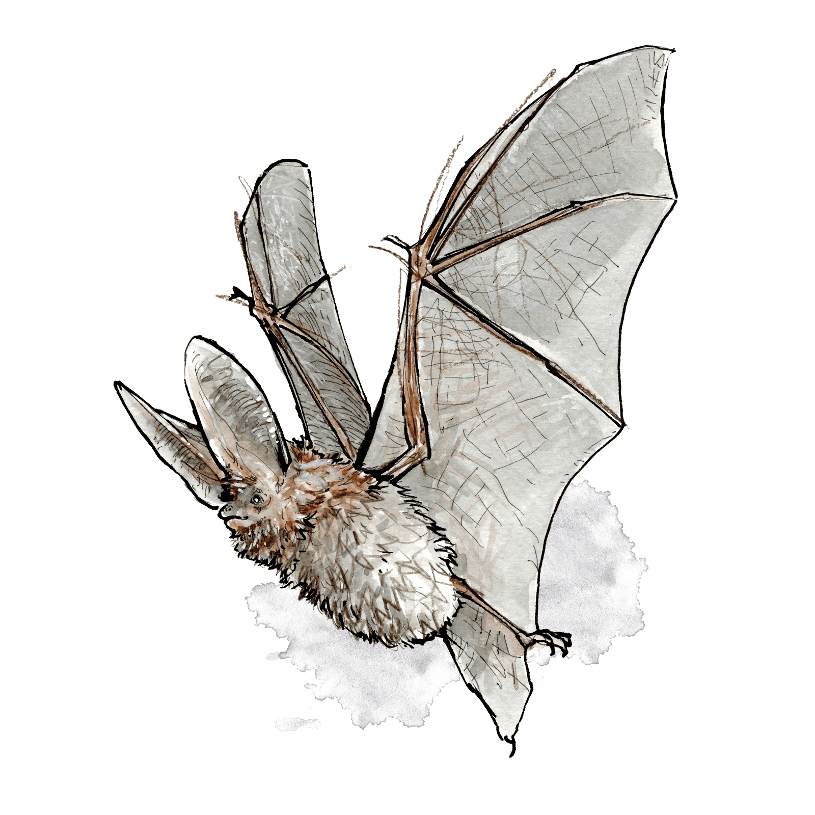 Flying Bat