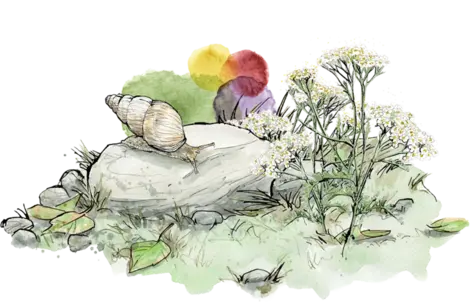 Illustration d'une pierre avec un escargot de Bourgogne et des illustrations aquarelle abstraites